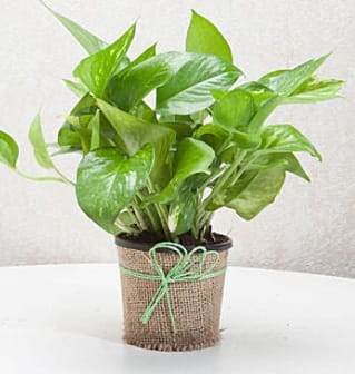 golden money plant 